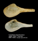 Cuspidaria macrorhynchus