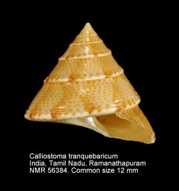 Calliostoma tranquebaricum
