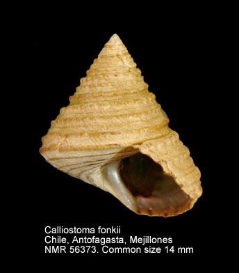 Calliostoma fonki