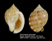 Semicassis granulata