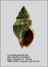 Cominella glandiformis