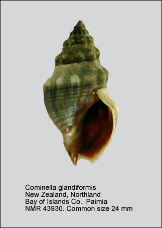 Cominella glandiformis