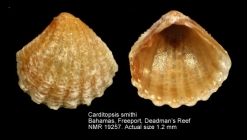 Carditopsis smithii