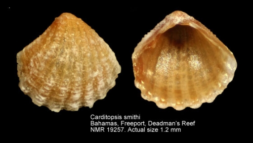 Carditopsis smithii