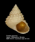 Ginebis japonica