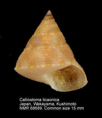 Calliostoma ticaonicum
