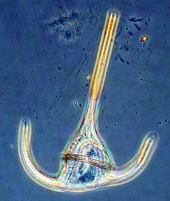 Cell Wall of Ceratium tripos