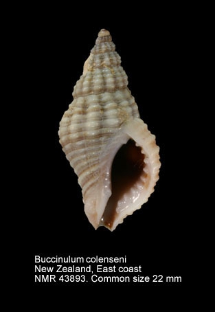 Buccinulum colenseni
