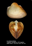 Cucullaeidae