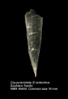 Clio pyramidata f. antarctica