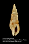 Colubrariidae