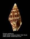 Engina natalensis