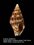 Pisaniidae