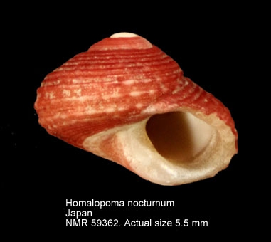 Homalopoma nocturnum