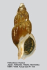 Plicifusus rhyssus