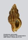 Sinetectula nigricostata
