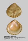 Pleuromeris zelandica