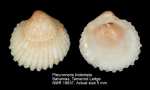 Pleuromeris tridentata