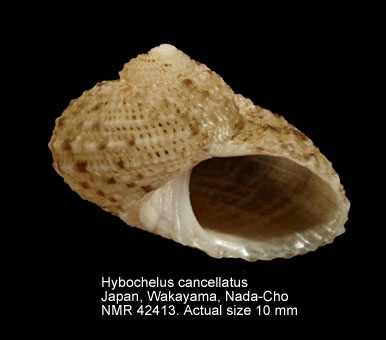 Hybochelus cancellatus
