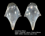 Cavoliniidae