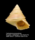 Calliostoma jacquelinae