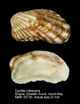 Carditidae