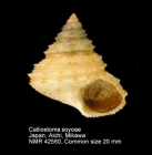 Calliostoma soyoae