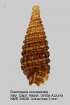 Dizoniopsis concatenata