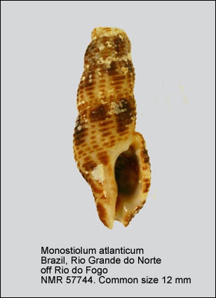 Monostiolum atlanticum