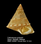 Calliostoma gubbiolii