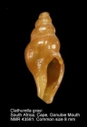 Clathurella grayi