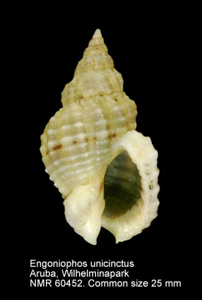 Engoniophos unicinctus