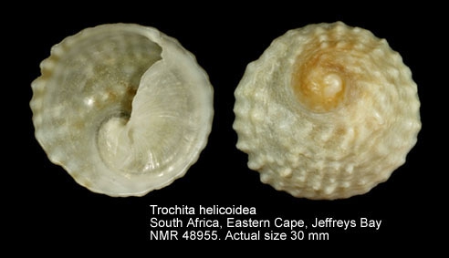 Trochita helicoidea
