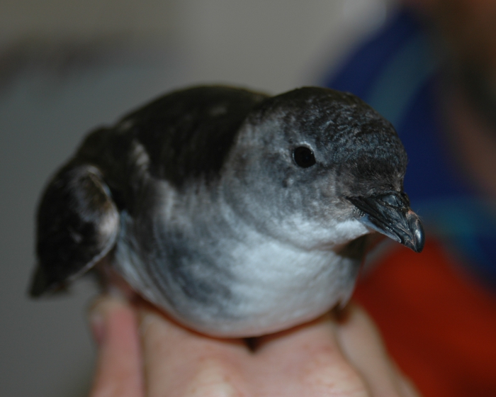 Common diving-petrel