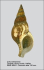 Colus stimpsoni