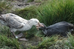 Northern giant petrel