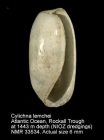 Cylichna lemchei