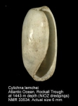 Cylichnidae