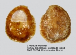 Crepidula moulinsii