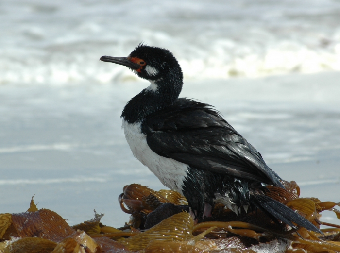 Rock shag