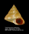 Tristichotrochus haliarchus
