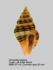 Clivipollia fragaria