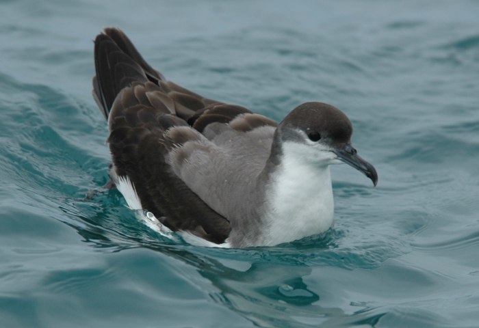 buller�s shearwater 