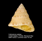 Calliostoma adelae