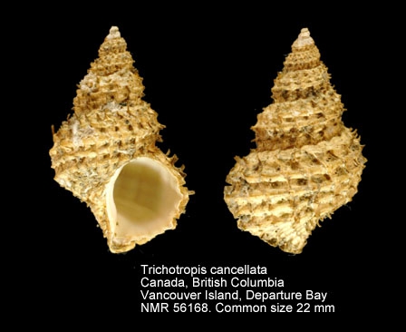 Trichotropis cancellata