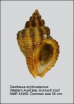 Cantharus erythrostoma