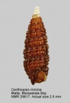 Cerithiopsidae