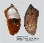 Crepidula incurva