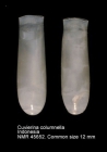 Cuvierina columnella