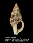 Euthria cornea